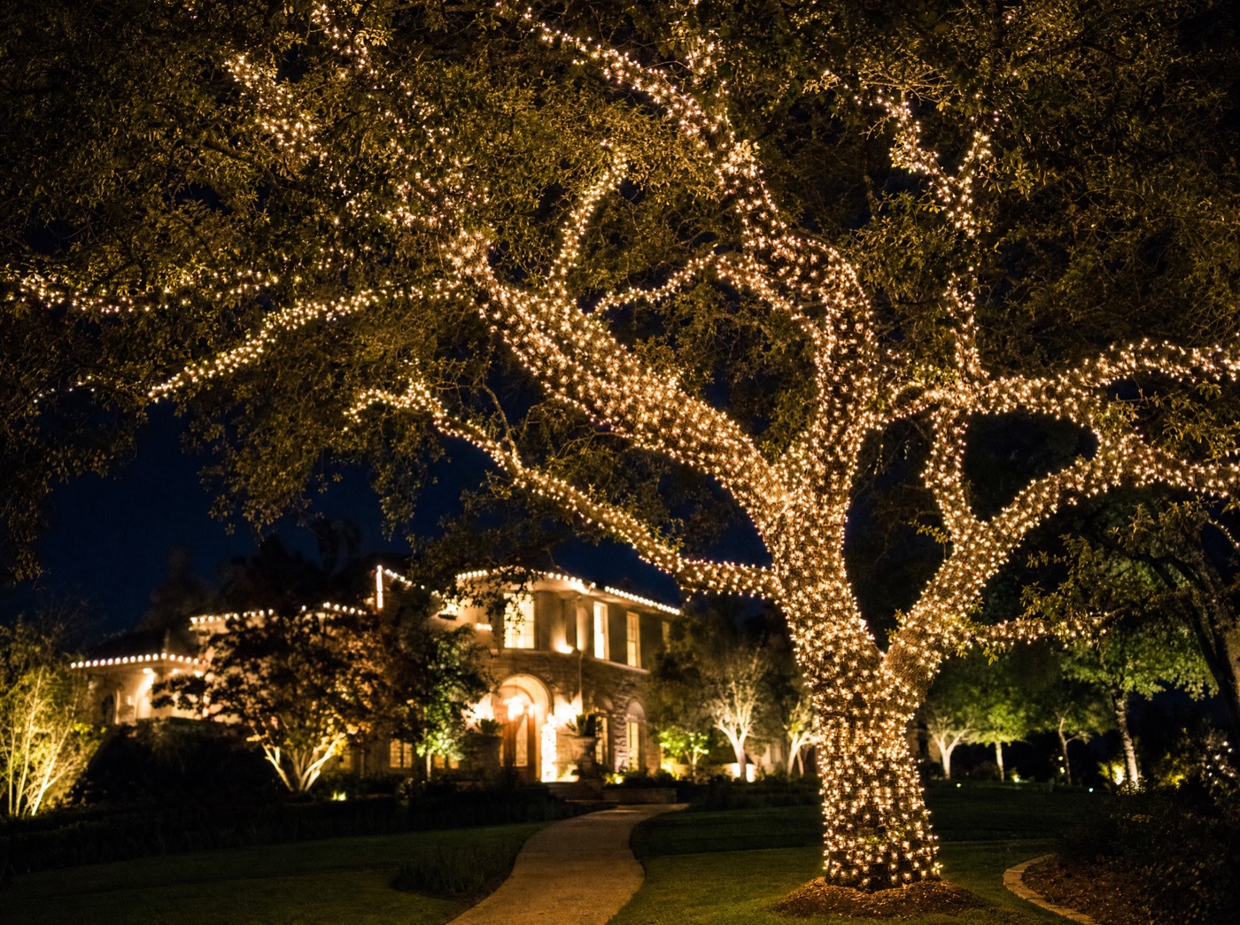 Mature oak wrapped trunk to branch tips in warm white lights in front of a lit home