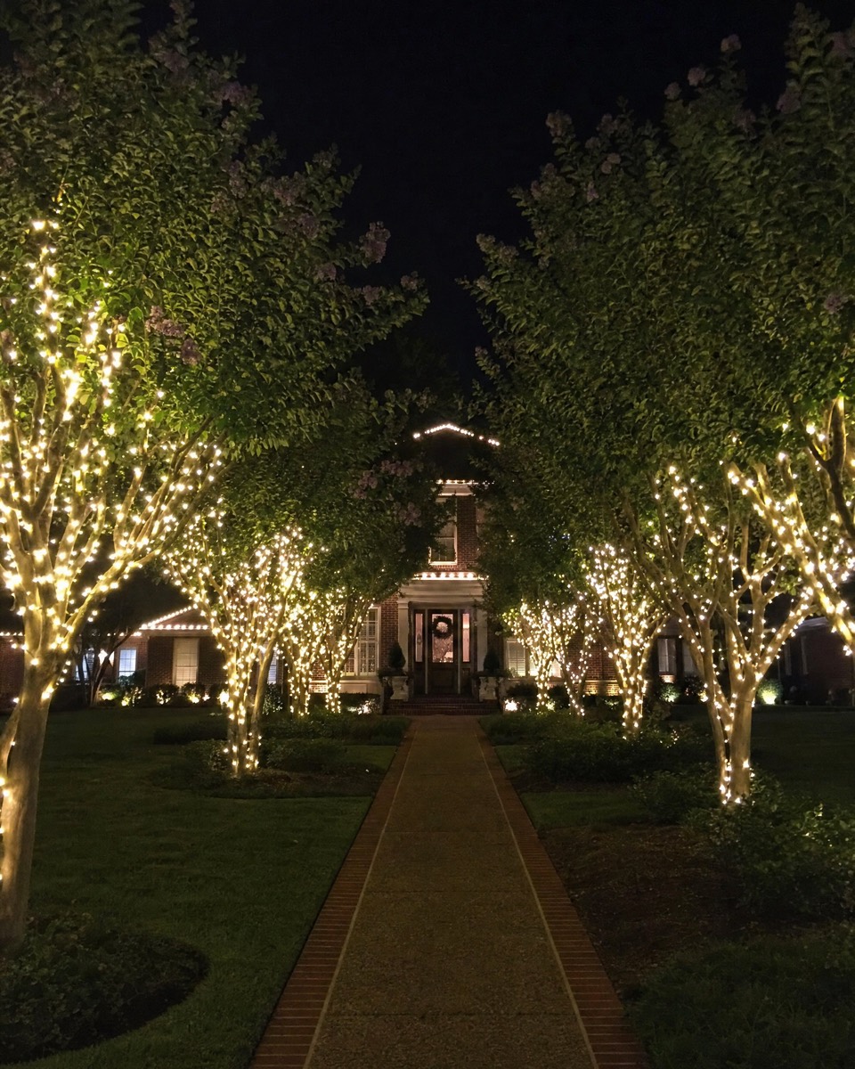 Walkway lined with crepe myrtles wrapped in warm white lights